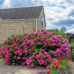 NE SADITE IH ZAJEDNO! Ako su vam ruže i hortenzije blizu u dvorištu, jedna stvar može da uništi obe biljke