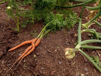 Džaba đubrivo ako ovo ne uradite: Tajna krupnog luka krije se u jednom "komšiji"