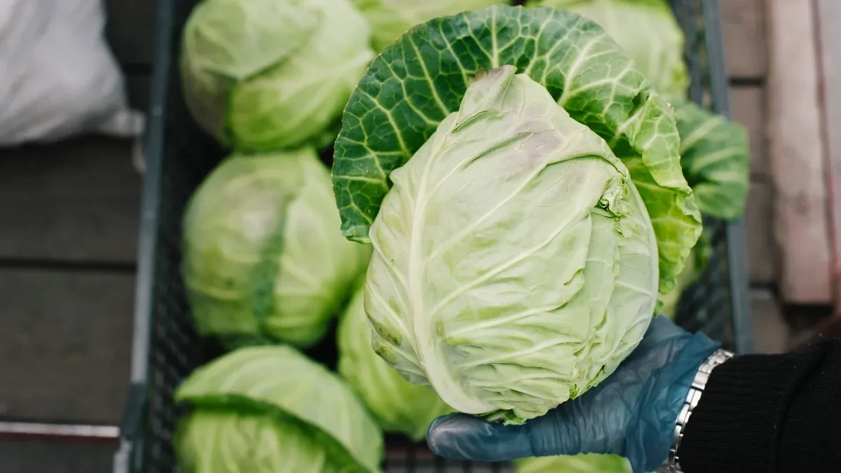 Evo gde vam ostane prljavštine, tu nikada ni ne pogledate: Kako pravilno oprati mladi kupus, ovaj deo obavezno pod mlaz vode!