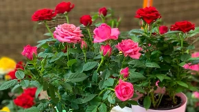 Spas za ruže iz frižidera: Ako ovo uradite do 5. aprila, cvetaće kao lude sve do jeseni