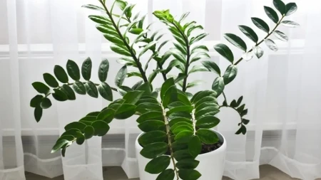 Zamija se ne stavlja bilo gde: Veruje se da samo ovo mesto privlači bogatstvo