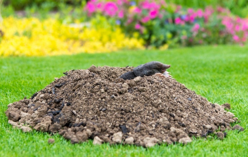 Krtice će pobeći iz vašeg dvorišta: Posadite 5 biljaka čiji miris ne podnose!