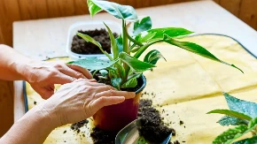 Žene masovno guraju šibice u saksije! Ako imate sobne biljke, kažu da im ovaj trik produžava život