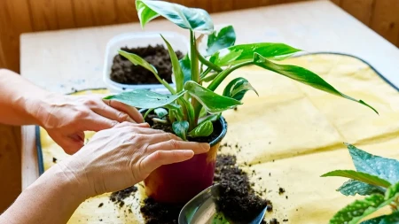 Žene masovno guraju šibice u saksije! Ako imate sobne biljke, kažu da im ovaj trik produžava život