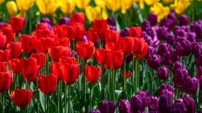 Holanđani imaju ovaj trik za lale: Dodajte samo mrvicu ovoga i dvorište će eksplodirati od cvetova