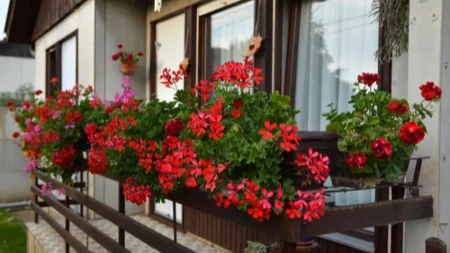 Svi će vam gledati u terasu: Kap ovoga je dovoljna da muškatle neprestano cvetaju do mrazeva