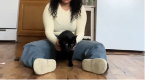 Ma pogledajte samo ovu mačku: Jednim potezom zapalila internet, ovaj video je oduševio preko 40 miliona ljudi