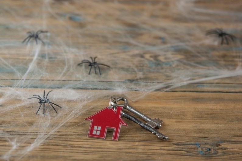 Moja komšinica stavi ovo u ćoškove i reši problem: Paukovi pobegnu, pa nema paučine!