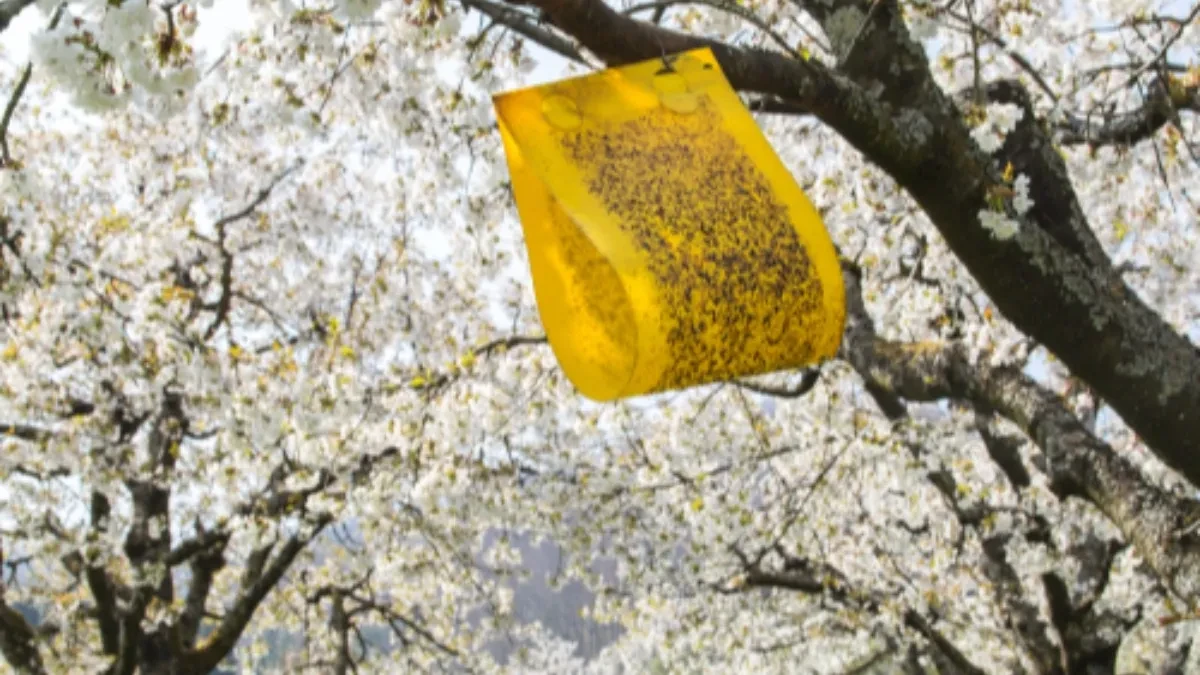 Kako oterati muve: Naše bake su ih oduvek na ovaj način držale daleko od kuće
