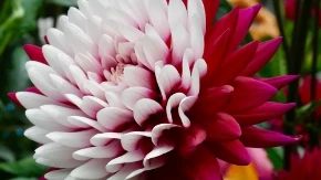 Krasiće vam terasu sve do kasne jeseni: Ovaj cvet će napraviti pravi spektakl boja u vašoj bašti!