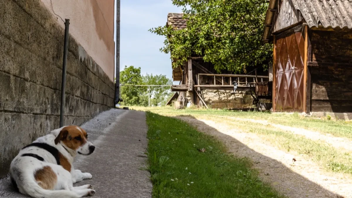 Komarci od njih beže kao vampiri od belog luka, plus jedna tera i mušice i buve: Koje biljke treba zasaditi u dvorištu da bi vas zaštitile na leto? 