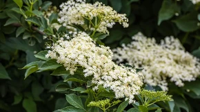 Zova samo što nije: 3 ključna znaka po kojima se razlikuje lekoviti cvet od otrovne dvojnice