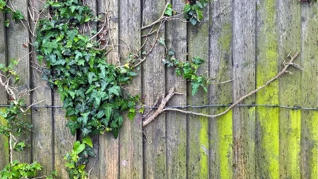 Nemojte koristiti šmrk, uništava drvo, evo koja mešavina skida sve: Kako očistiti pozelenelu ogradu, namirnice iz kuhinje rešavaju problem