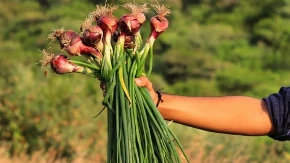 Pokazao dedinu tajnu za gajenje mladog luka: Na maloj površini raste velika količina
