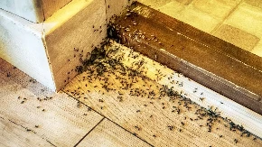 Samo kap je dovoljna: Bube će pobeći glavom bez obzira kada osete miris ovog ulja, isprobajte što pre