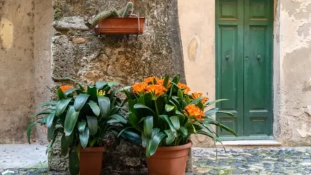 Stavite novčić u saksiju i gledajte šta se dešava: Ova biljka, kažu, donosi novac i lepe vesti