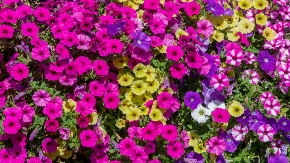 Raskošno cveće koje cveta bez prestanka! Krasiće vam terasu do najhladnijih dana