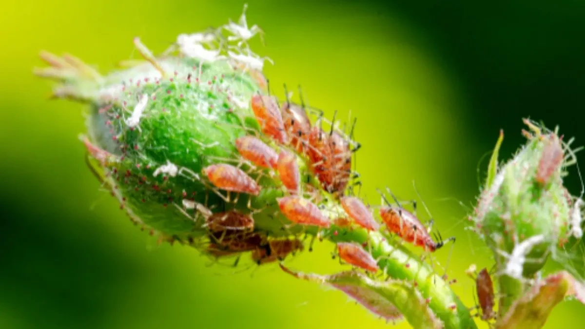 Briše vaši sa ruža kao tornado! Za 0 dinara zaštite vaše lepotice od bolesti!