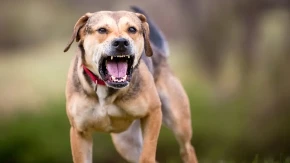 Ako vas napadne pas, izgovorite samo ovu reč: Može vam spasiti život