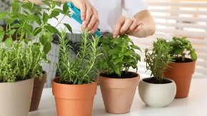 Ovu biljku svaka žena treba da nabavi u aprilu: Sada najjače privlači novac i veliku ljubav