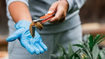 Puževi vam uništavaju cveće i povrće? Postoji jednostavan trik koji ih tera iz bašte, a već ga imate u kuhinji.