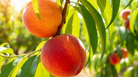 Samo uklonite ovaj deo na stablu: Dobićete eksploziju sočnih i krupnih plodova