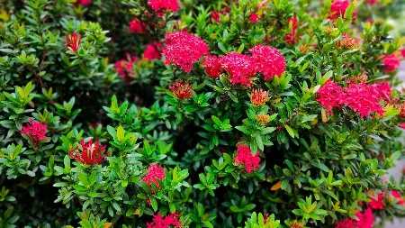 Rastu bujno i bez zalivanja: Ubacite 1 namirnicu u zemlju i biljke će izdžikljati kao u džungli 