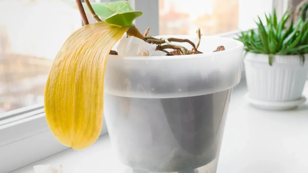 Nije ni čudo što uvenu, kada prvo što uradite sa njima je to što ne treba: 5 grešaka zbog kojih vam se orhideje suše