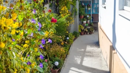 Raste u skoro svakom dvorištu, a niko ne zna kakvo je blago! Kada saznate, čuvaćete ga kao oči u glavi