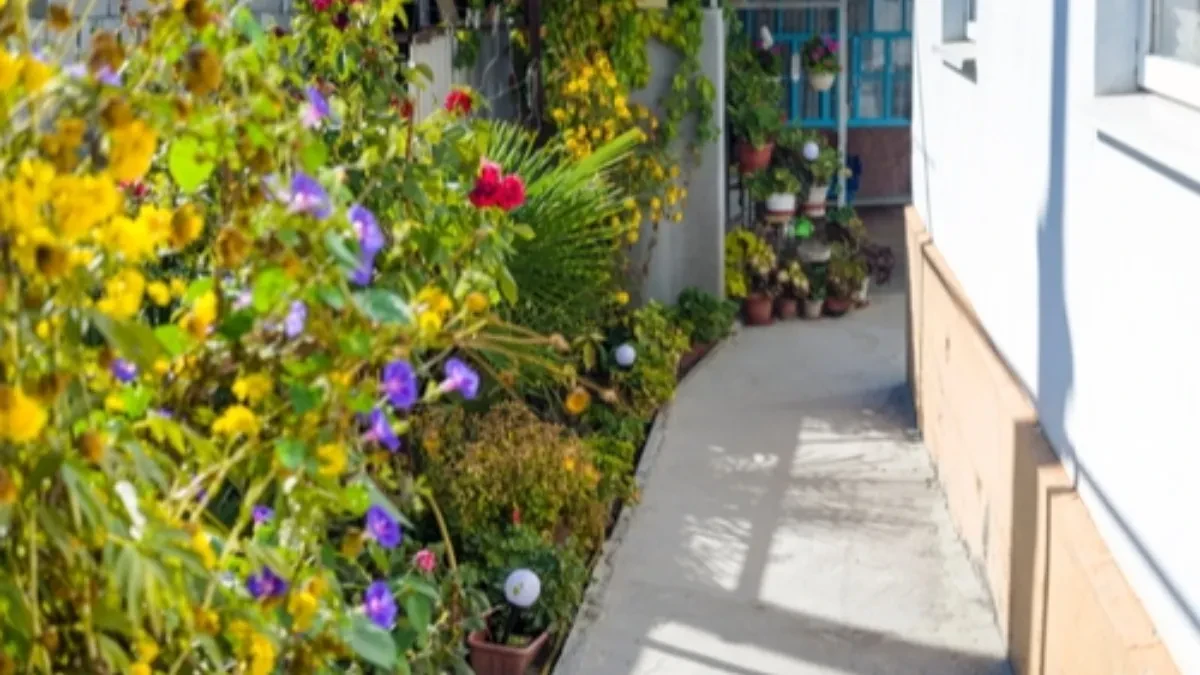 Raste u skoro svakom dvorištu, a niko ne zna kakvo je blago! Kada saznate, čuvaćete ga kao oči u glavi