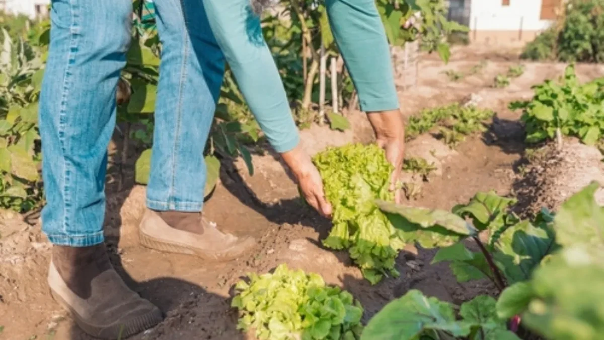 Ako zelenu salatu posejete sada, moći ćete da je berete čitavu jesen! Bez hemikalija, a lako