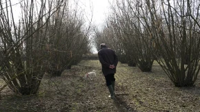 Možda vam raste ispod nogu, a niste ni svesni: Ova retka gljiva vredi pravo bogatstvo