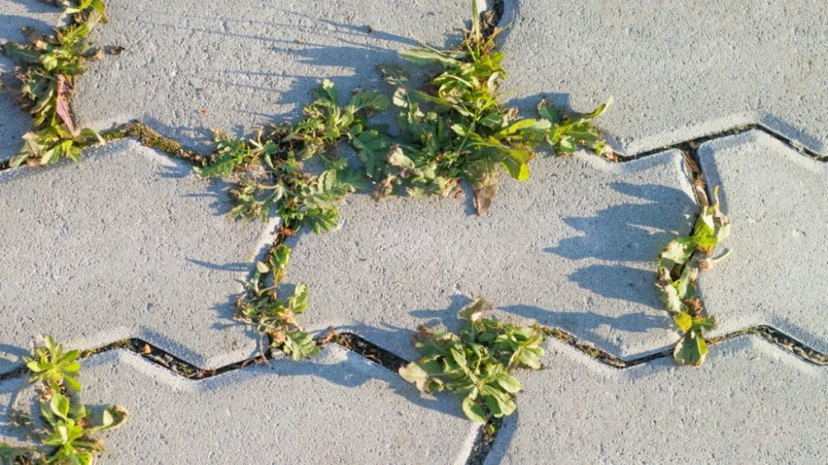 Sipajte ovo na korov i nestaće do sutra! Uništava ga bolje od bilo koje hemije