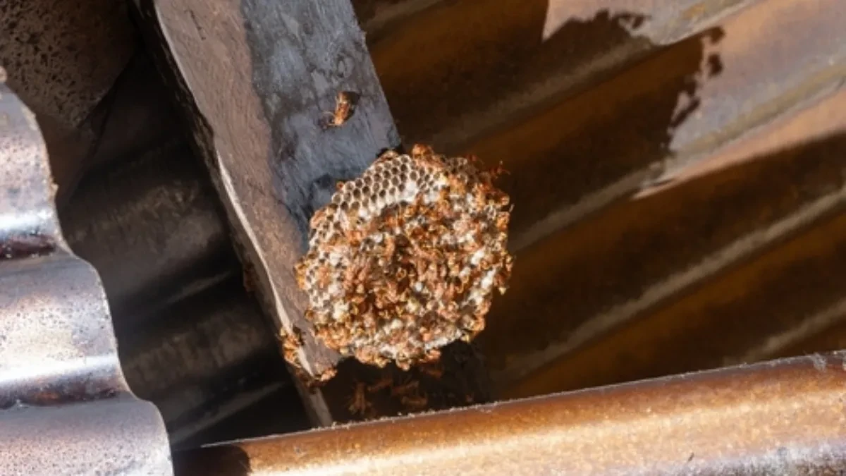 Ne igrajte se glavom: Evo šta treba uraditi ako vas ujede stršljen, kako bi spasili život i kad pomaže sok od "3 trave"