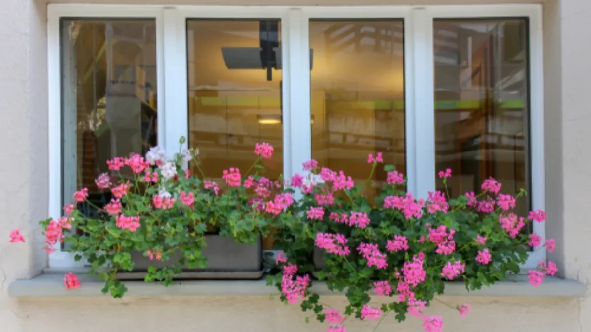 Muškatle će biti duplo raskošnije: Uradite ovo pre nego što ih iznesete na sunce