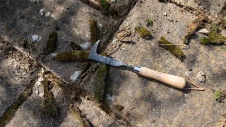 Mahovina vam je okupirala dvorište? Evo kako da je zauvek uklonite bez skupih sredstava