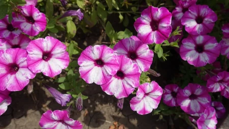 Od ovoga niču paprike i pardajz kao ludi, a petunije ga tek obožvaju: Zbog 1 sastojka iz kuhinje bujaju kao iz vode, sve cvet do cveta