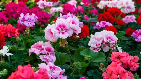 Sve komšinice se dive mojim muškatlama: Raskošno svetaju do zime uz 1 kap ovog rastvora 