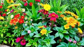 Košta jedva 30 dinara, a efekat ogroman: Moćni rastvor posle kog sobne i dvorišne biljke polude od cvetanja