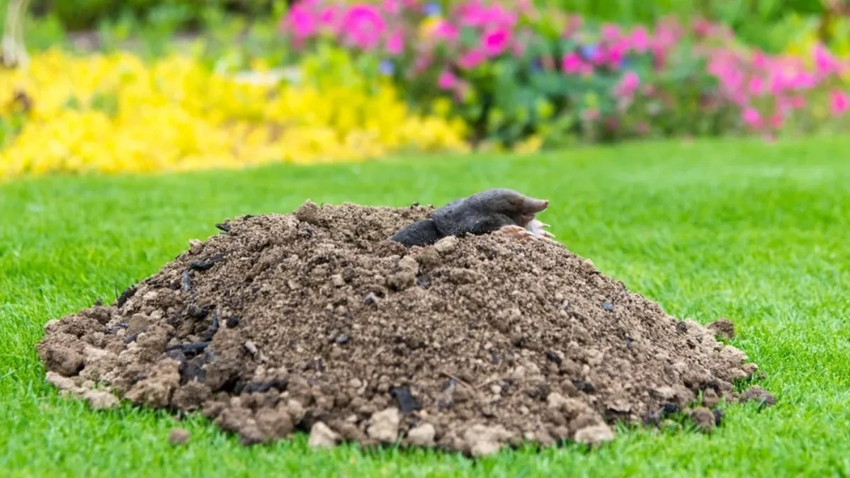 Krtice će pobeći daleko od vašeg dvorišta: Posadite ove biljke, ne podnose njegov miris!