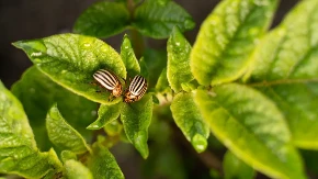 Momentalno beže od vaše bašte, ovaj miris ih odbija: Kako se rešiti dosadne krompirove zlatice?
