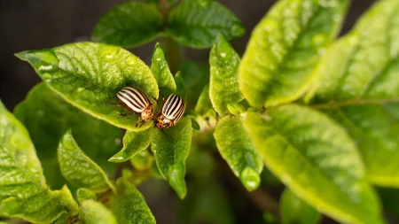 Momentalno beže od vaše bašte, ovaj miris ih odbija: Kako se rešiti dosadne krompirove zlatice?