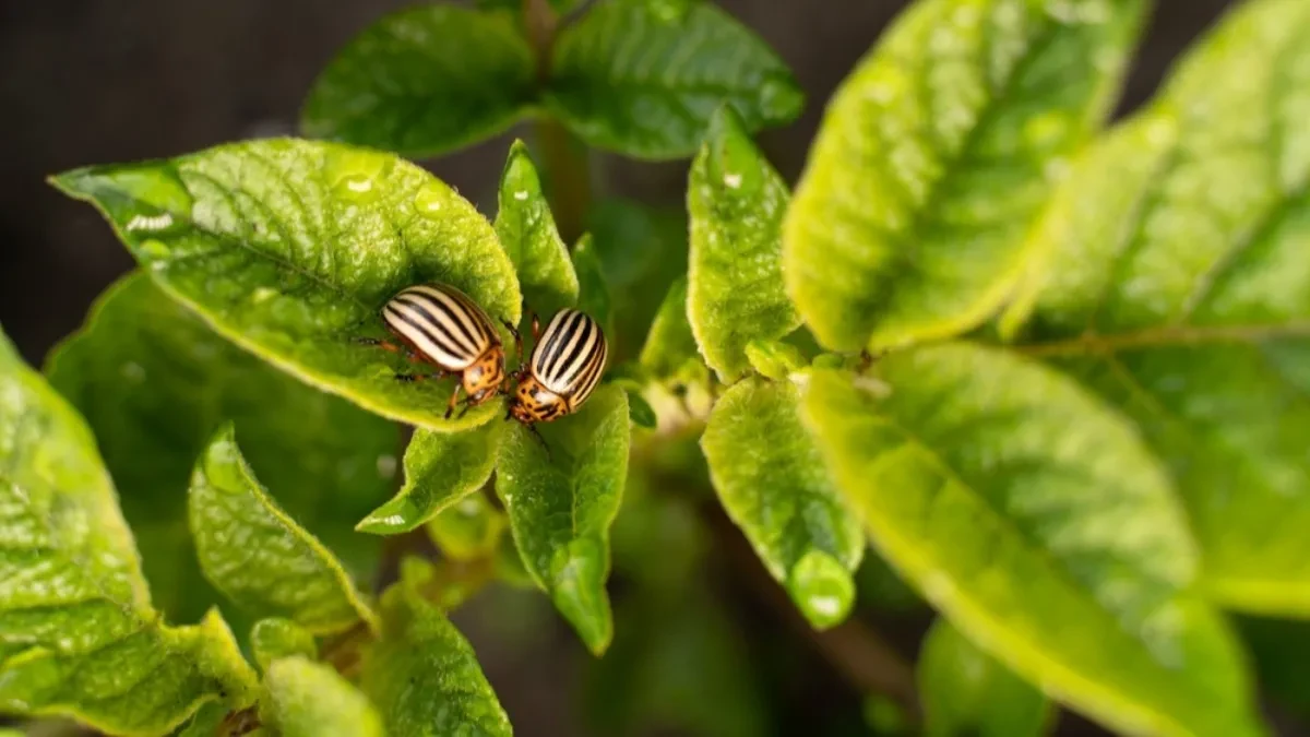 Momentalno beže od vaše bašte, ovaj miris ih odbija: Kako se rešiti dosadne krompirove zlatice?