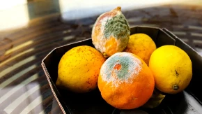 Pomorandža i limun neće više ovako buđati: Našli smo trik koji čuva svežinu citrusa nedeljama