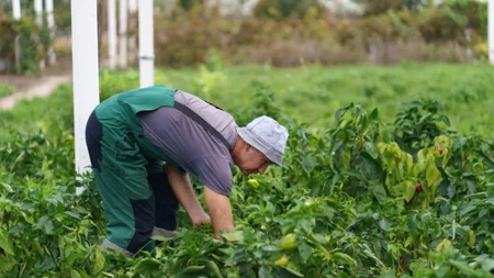 Samo ovo dodajte paprikama i rađaće kao nikad: Jeftin trik koji daje ogroman rod
