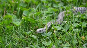 Šta ako vas ujede zmija, ovo je prva pomoć? Odmah reagujte, šta je važno u momentu uraditi? 