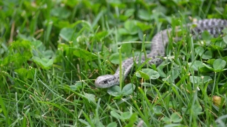 Šta ako vas ujede zmija, ovo je prva pomoć? Odmah reagujte, šta je važno u momentu uraditi? 