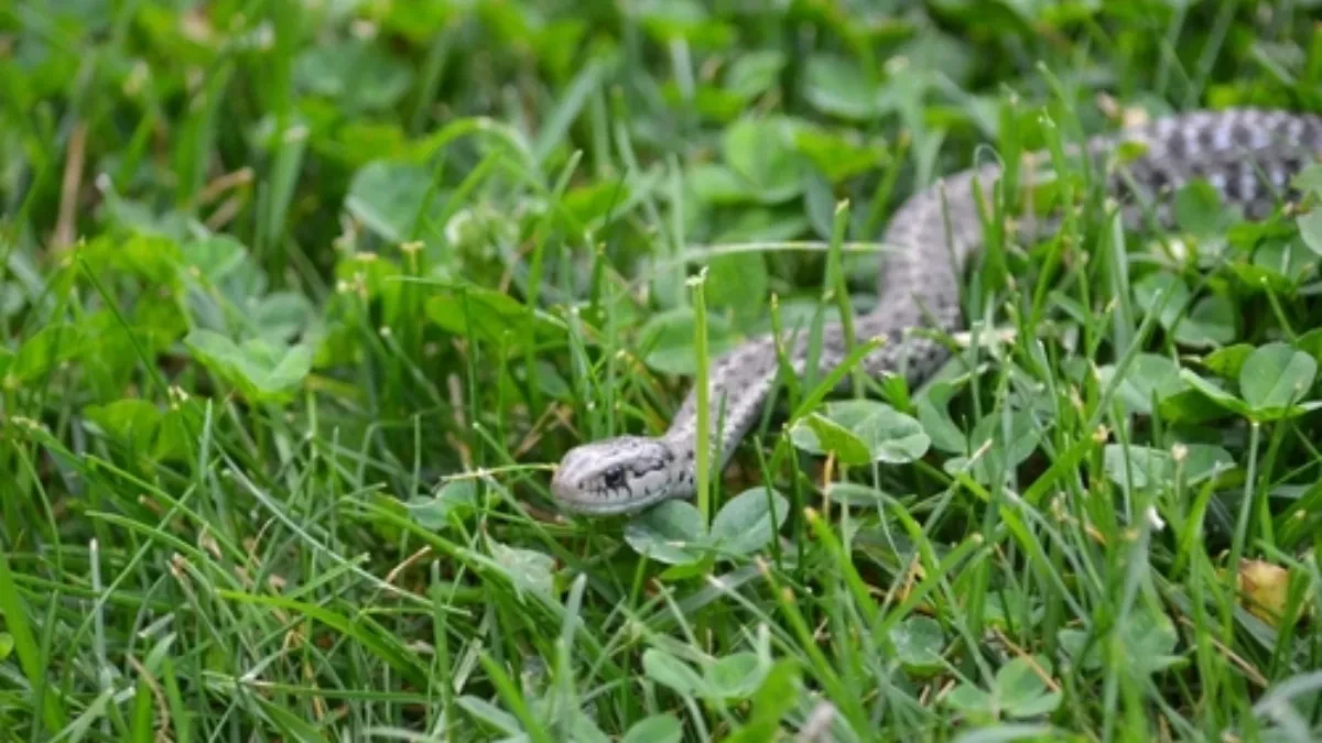 Šta ako vas ujede zmija, ovo je prva pomoć? Odmah reagujte, šta je važno u momentu uraditi? 