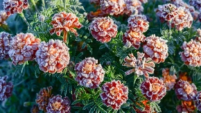 Kako zaštiti cveće od pada temperature i mraza? Ovo je toliko prosto, a maksimalno će sačuvati prelepe cvetove