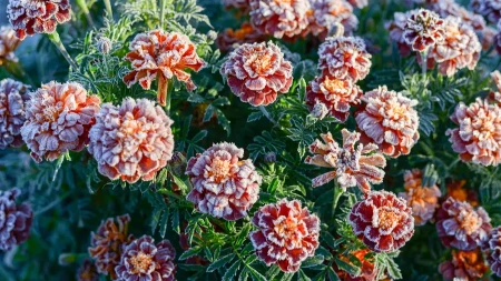 Kako zaštiti cveće od pada temperature i mraza? Ovo je toliko prosto, a maksimalno će sačuvati prelepe cvetove